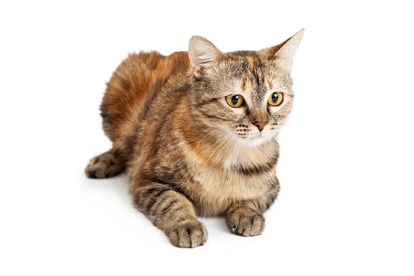 Kurzhaar schildpatt Katze legen — Stockfoto