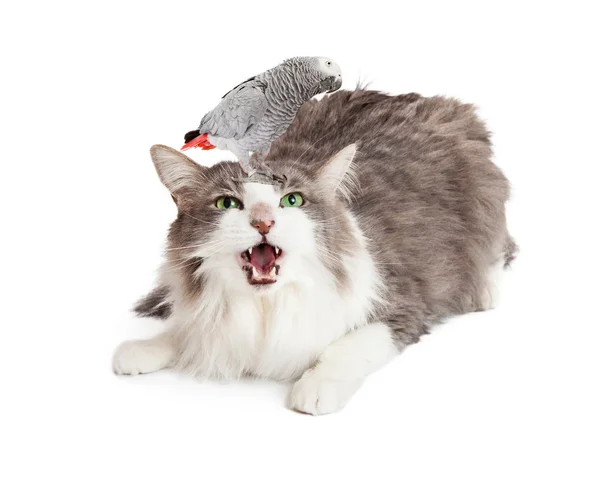 Θυμωμένος γάτα με το πουλί στο κεφάλι — Φωτογραφία Αρχείου