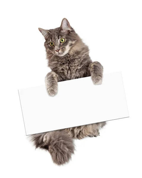 Cat Holding Blank Sign — Stock Photo, Image