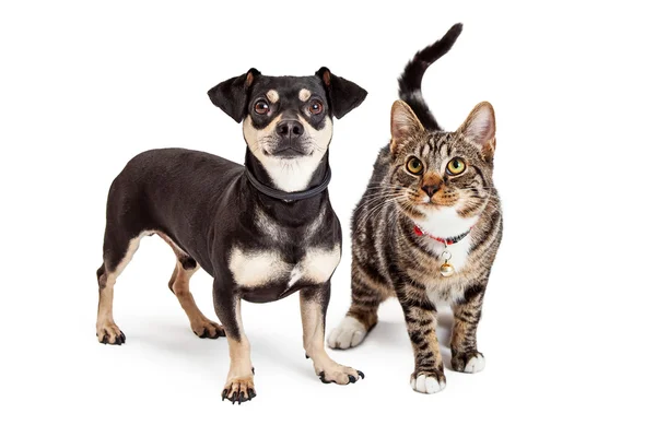 Hond en kat staande samen opzoeken — Stockfoto