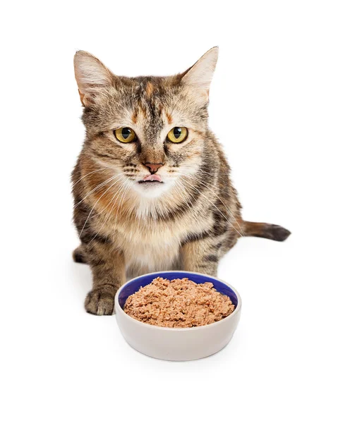 Hungrige Katze mit Schüssel Futter — Stockfoto
