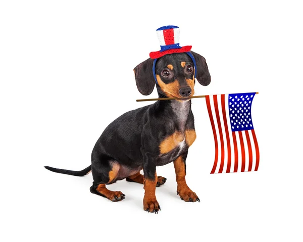 Día de la Independencia Dachshund Dog —  Fotos de Stock