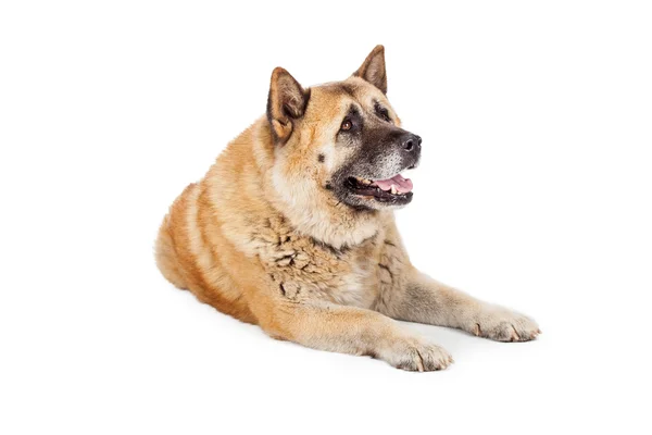 Grote Akita hond zoekt naar kant te leggen — Stockfoto