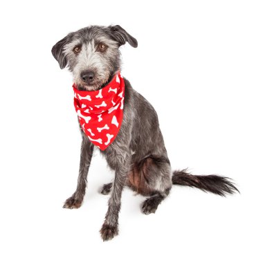 Kırmızı kemik Bandana takan köpek oturma