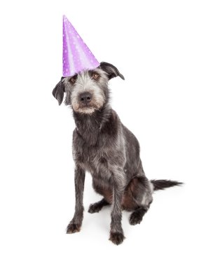 Mor parti şapkası giyen köpek