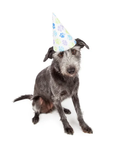 Perro con sombrero de fiesta Pawprint —  Fotos de Stock