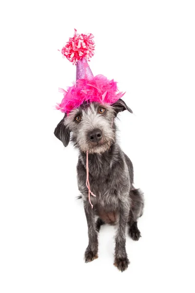 Hund mit rosa Party-Hut — Stockfoto