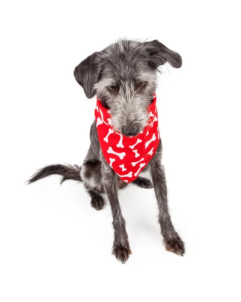 Hund bär röda ben Bandana tittar ner — Stockfoto