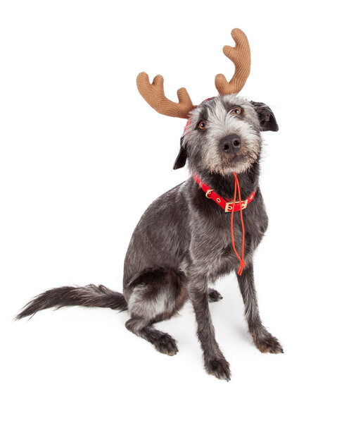 Funny Christmas Reindeer Dog