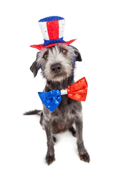 Fourth of July Terrier Dog — Stock Photo, Image