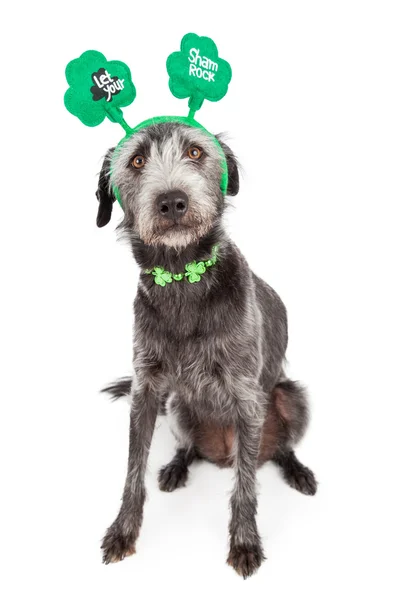 Lustiger st patricks day dog — Stockfoto