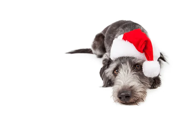 Santa Crossbreed Dog Laying With Copyspace — Stock Photo, Image