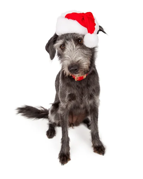 Babbo Natale Terrier cane guardando giù — Foto Stock
