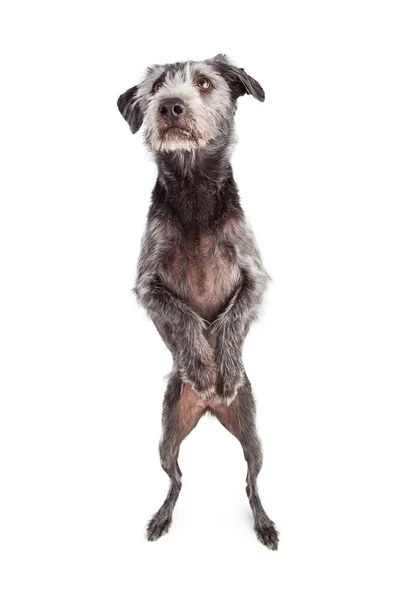 Perro Terrier bailando en las piernas de Hind — Foto de Stock