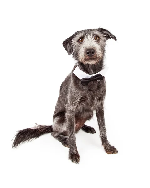 Terrier Dog Wearing Black Bow Tie — Stock Photo, Image