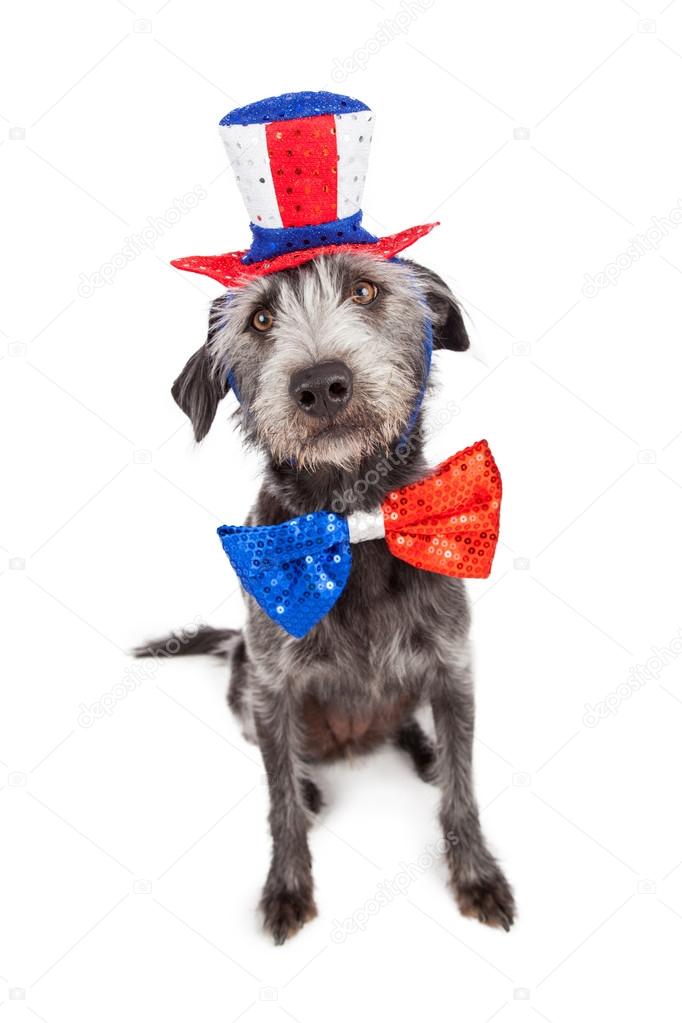 Fourth of July Terrier Dog