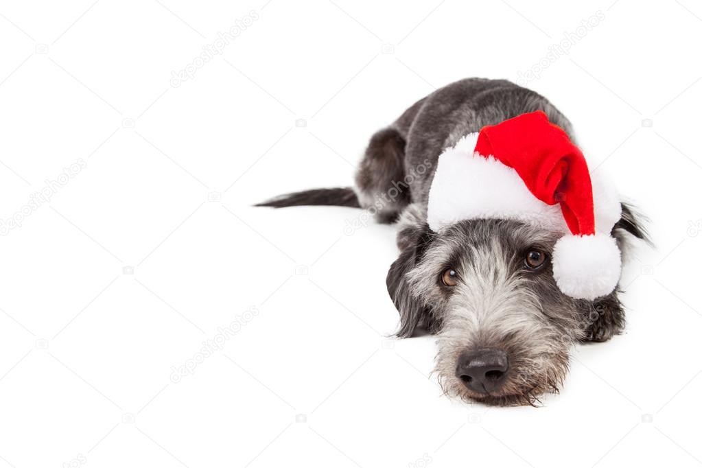 Santa Crossbreed Dog Laying With Copyspace