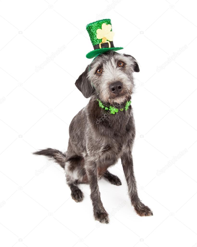 St Patricks Day Terrier Dog