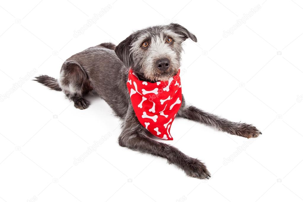 Terrier dog laying wearing red bone bandana