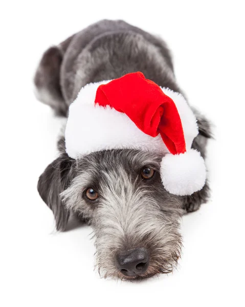 Tired Santa Dog Laying — Stock Photo, Image