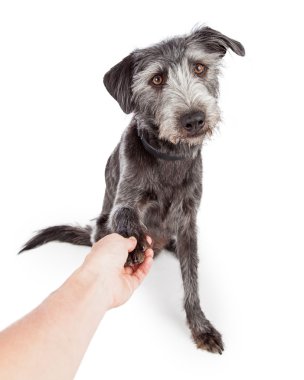 Friendly Dog Shaking Hands With Person clipart