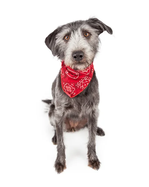 Roztomilý pes nosí červený šátek — Stock fotografie