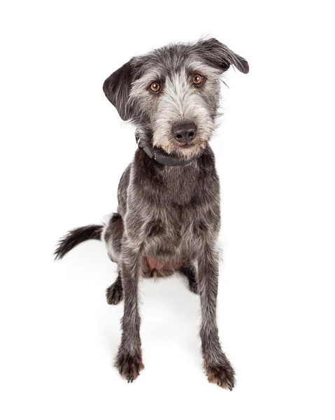 Lindo terrier cruzado perro sentado — Foto de Stock