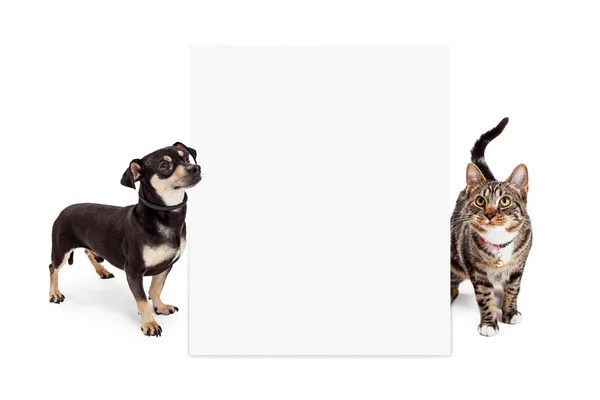 Hond en kat Up kijken lang leeg teken — Stockfoto