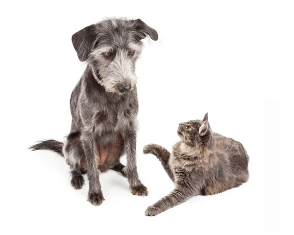 Hond kijken naar speelse kat — Stockfoto