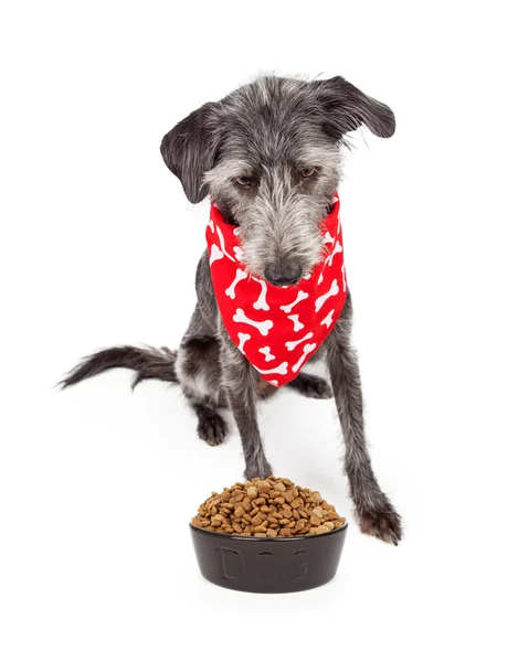 Pies noszenie chustka patrząc w dół na jedzenie miska — Zdjęcie stockowe