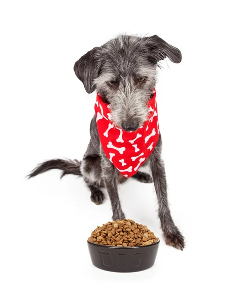 Perro vistiendo Bandana mirando hacia abajo en el Food Bowl —  Fotos de Stock