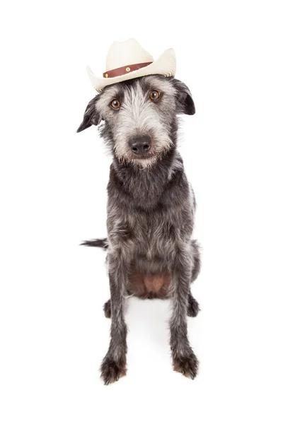 Terrier Dog Wearing Cowboy Hat — Stock Photo, Image