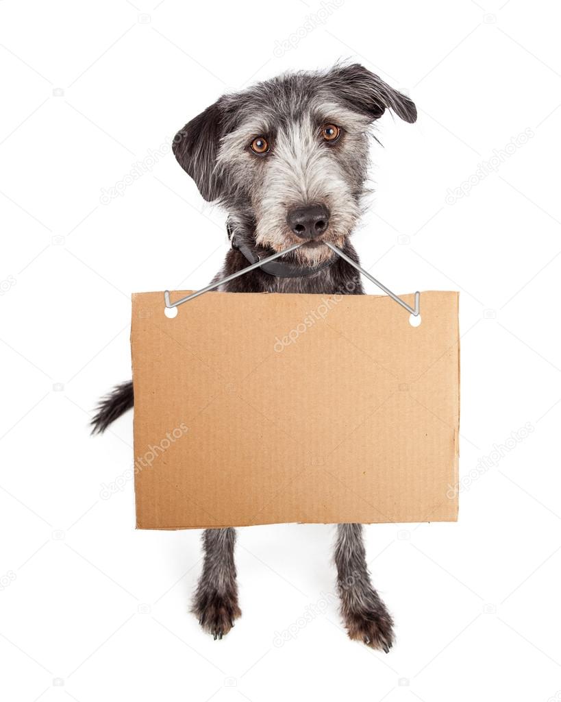 Dog Holding Blank Cardboard Sign