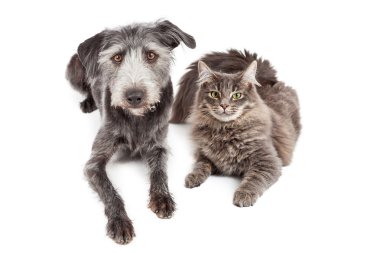 Gray Cat and Crossbreed Dog clipart
