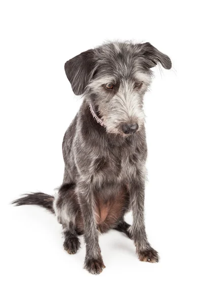 Gray Terrier perro mirando hacia abajo — Foto de Stock