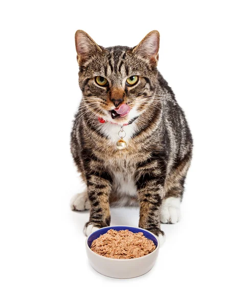 Bengala gato comer lambendo lábios — Fotografia de Stock