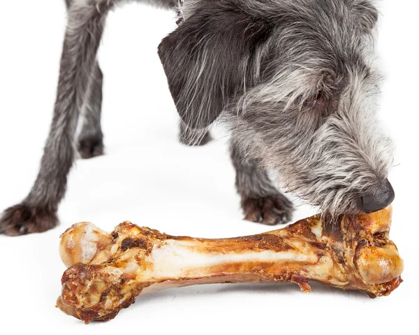 Hond eten grote bot — Stockfoto