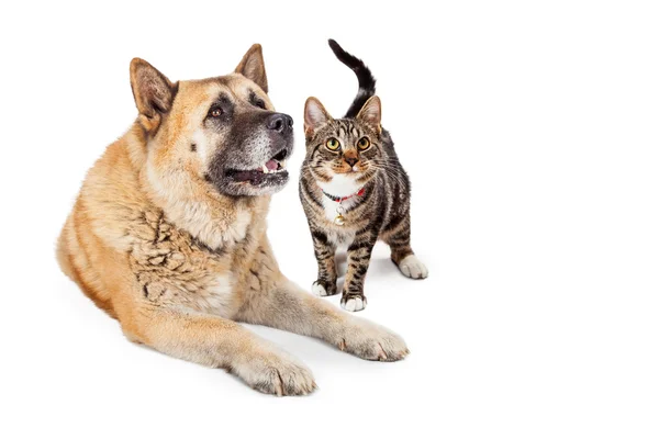 Perro grande y gato mirando hacia arriba — Foto de Stock