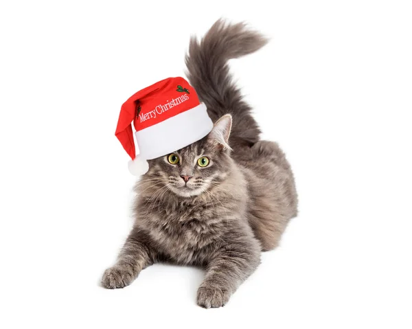 Katt bär god jul hatt — Stockfoto