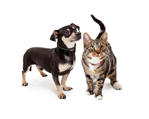 Liten hund och katt tittar upp — Stockfoto