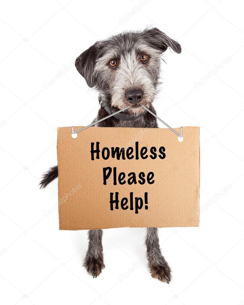 Dog with Cardboard Please Help Sign