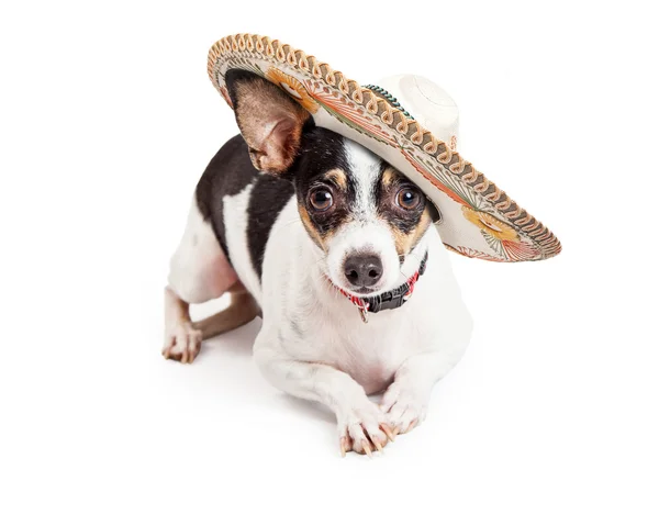 Chihuahua köpek giyiyor büyük Sombrero — Stok fotoğraf