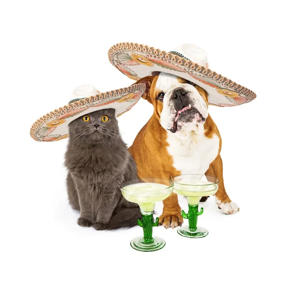 Cão e gato de Cinco De Mayo — Fotografia de Stock