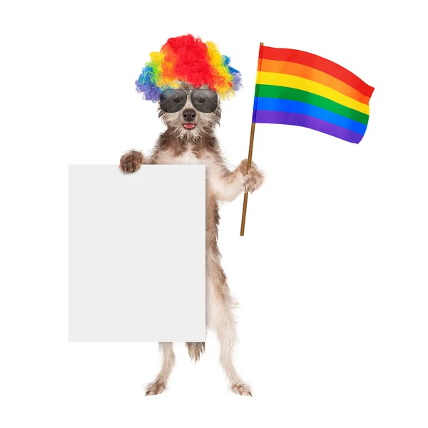 Perro Divertido Apoyando los Derechos Gay —  Fotos de Stock