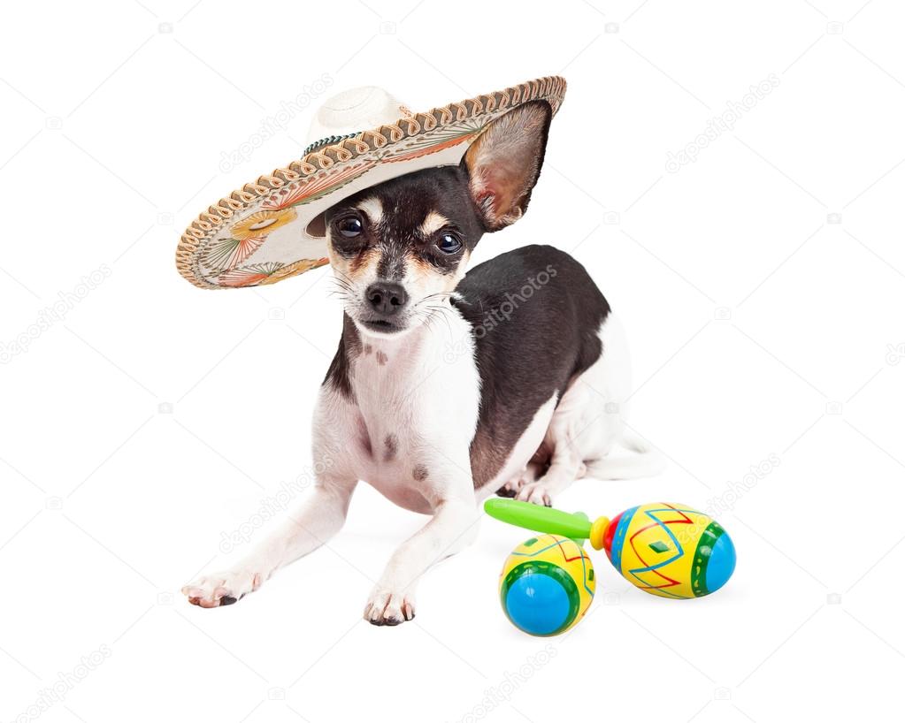 Cinco De Mayo Mexican Chihuahua
