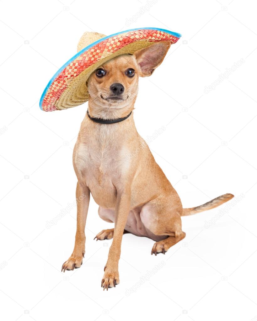 Cute Chihuahua Dog in Mexican Sombrero