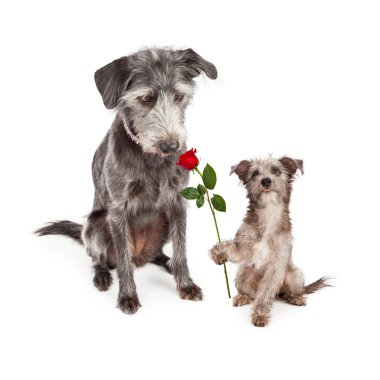 Puppy Handing Flower to Mother Dog clipart