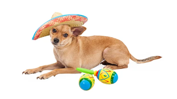 Mexikanischer Chihuahua-Hund — Stockfoto