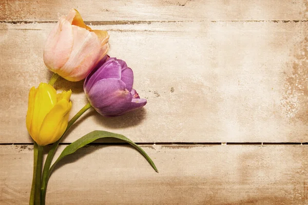Três flores de tulipa de cor pastel — Fotografia de Stock