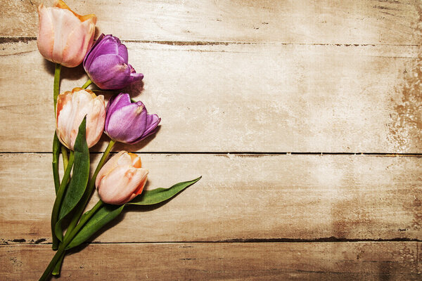 розовые и фиолетовые тюльпаны
